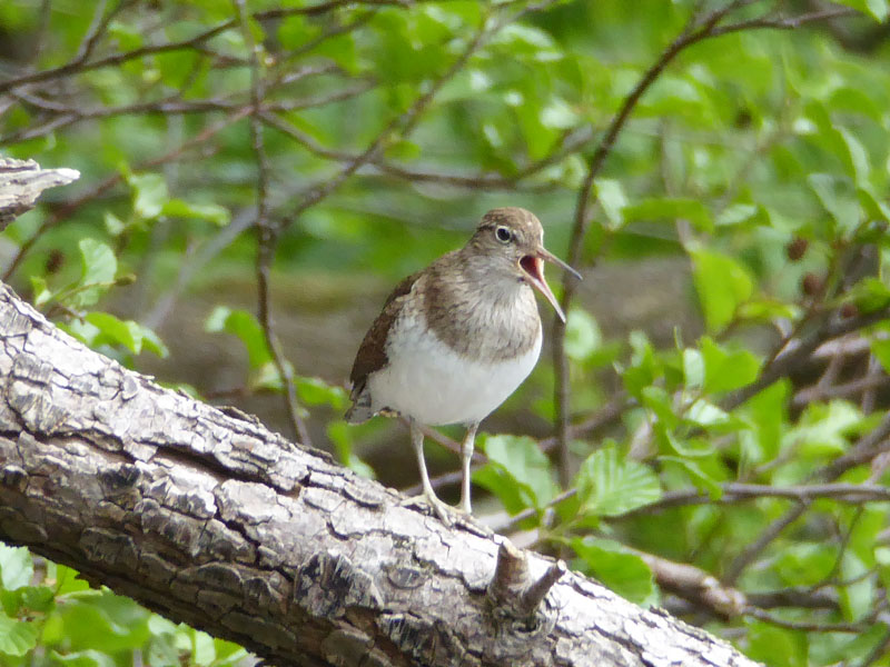 Common Sandpiper